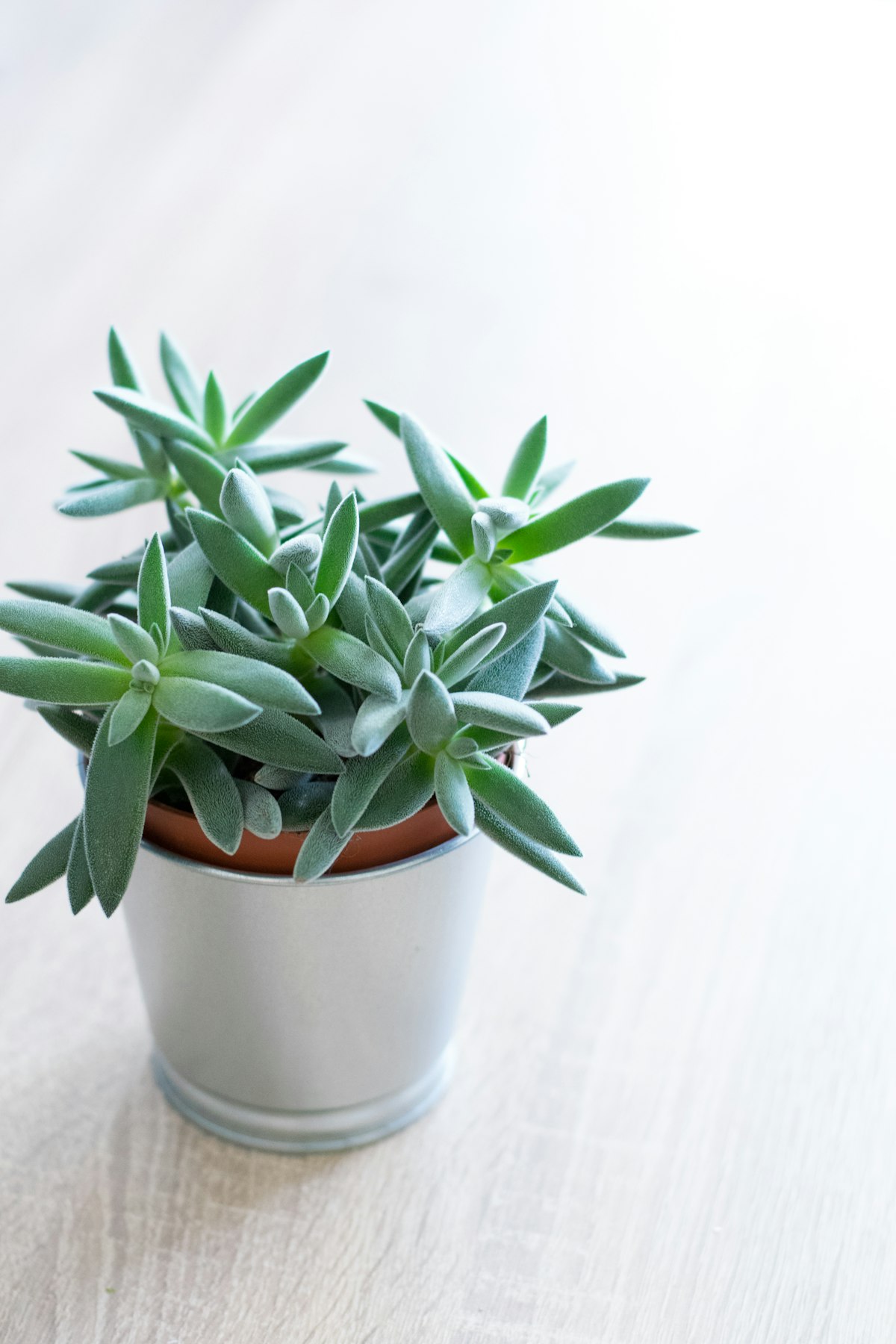 やわらかな観葉植物