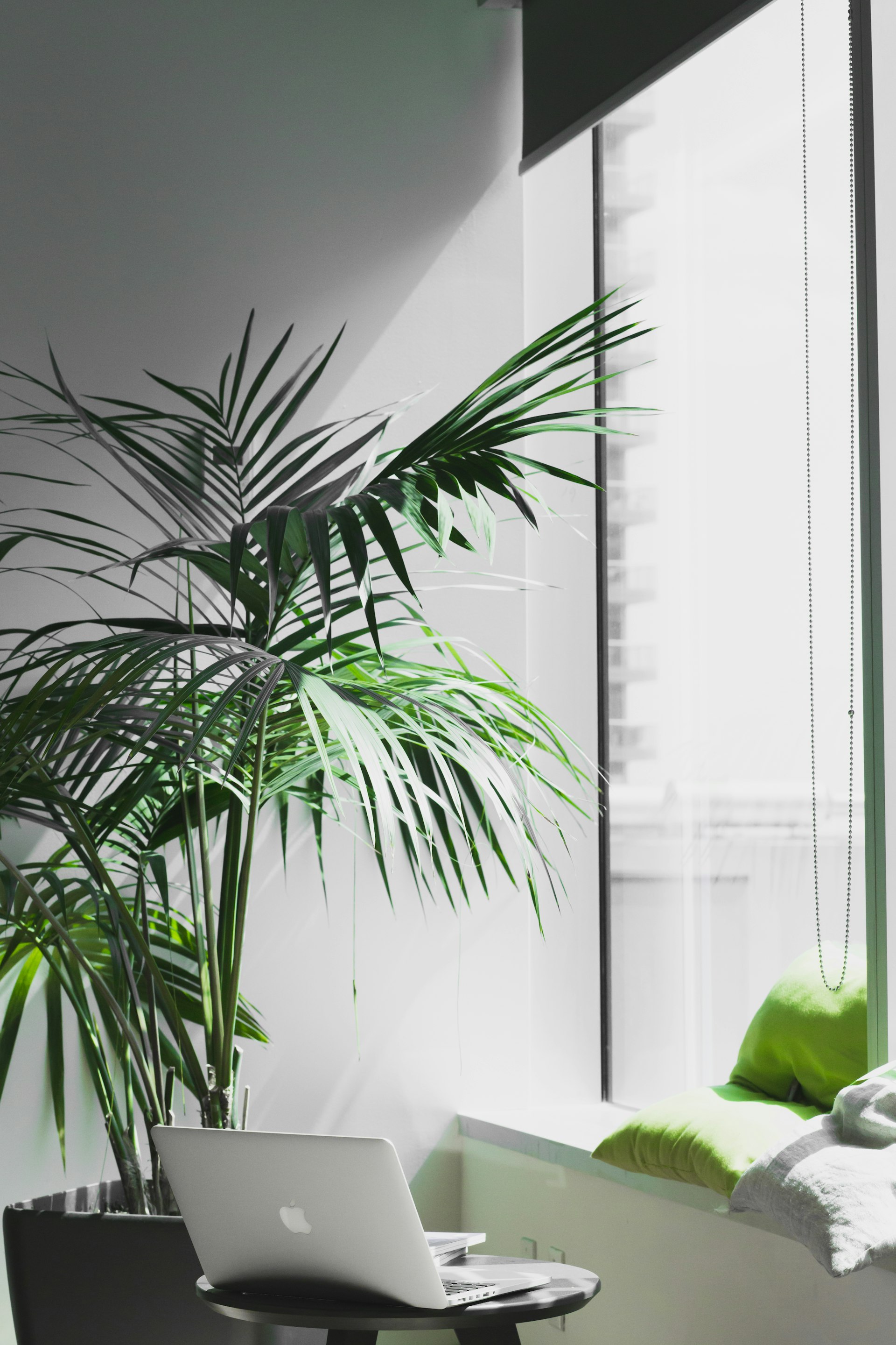 観葉植物のある明るいデスク